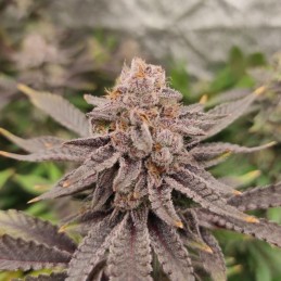 Nasiona marihuany automatyczne Auto Purple Amnesia - odmiana konopi