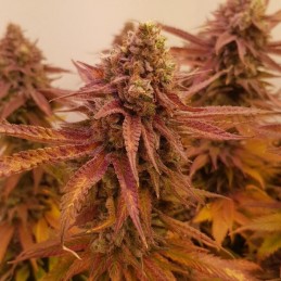 Nasiona marihuany automaty Ultraviolet Auto - opis odmiany konopi