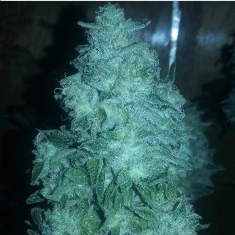 Nasiona marihuany automatyczne Thunder Bloody Mary Auto - opis odmiany konopi