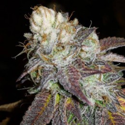 Nasiona marihuany Sweet Black Angel - opis odmiany konopi