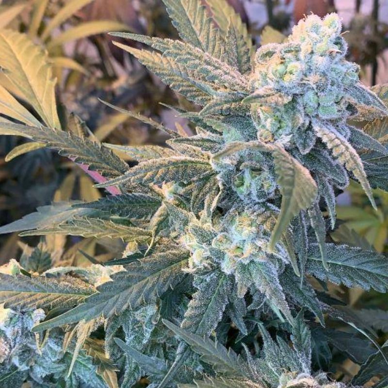 Nasiona marihuany automatyczne Supersonic Cristal Storm Auto - opis odmiany konopi