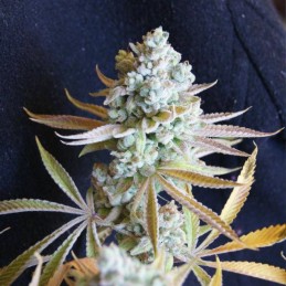 Nasiona marihuany Spiritual Punk - opis odmiany konopi