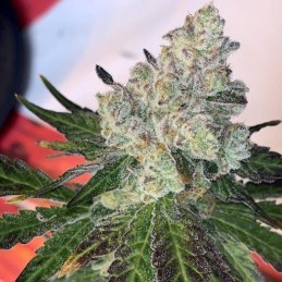 Nasiona marihuany Spicy White Devil - opis odmiany konopi