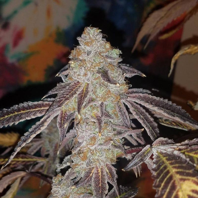 Nasiona marihuany automatyczne Shot Adrenaline Auto - opis odmiany konopi