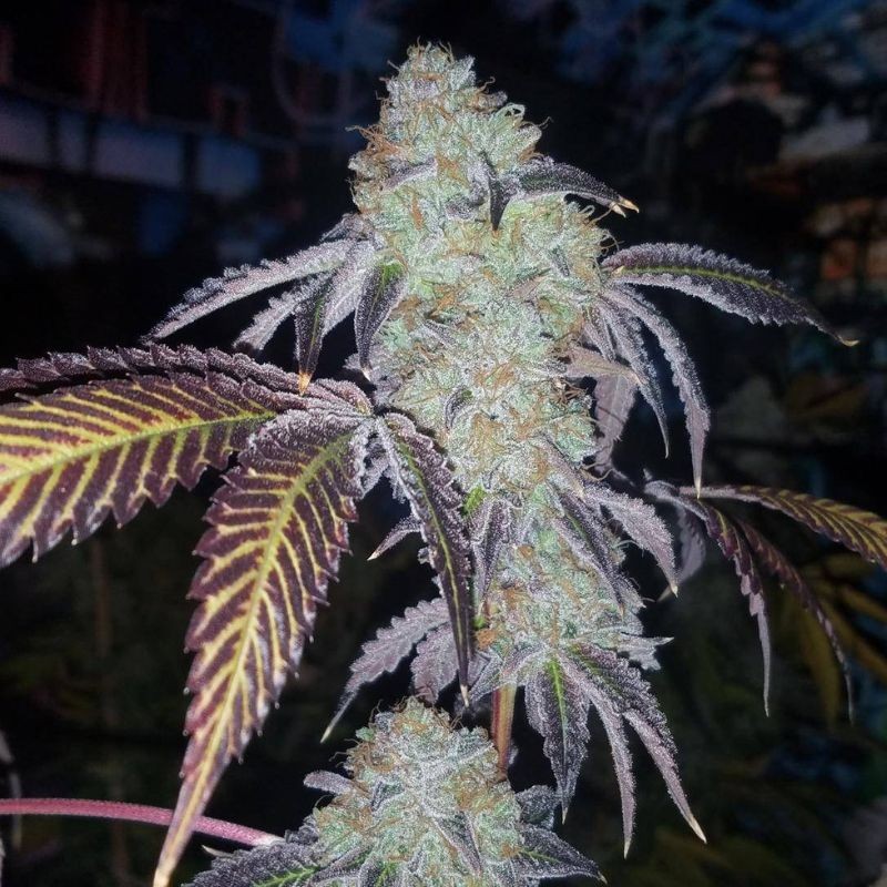 Nasiona marihuany Punky Lion - opis odmiany konopi