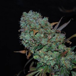 Nasiona marihuany Kiss Dragon - opis odmiany konopi