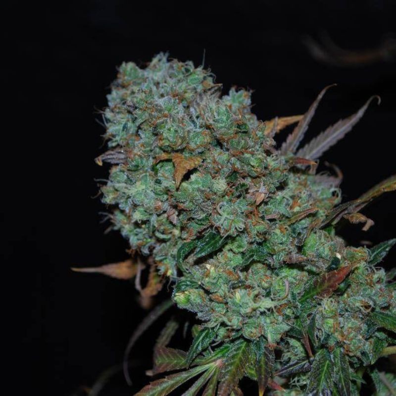 Nasiona marihuany Kiss Dragon - opis odmiany konopi