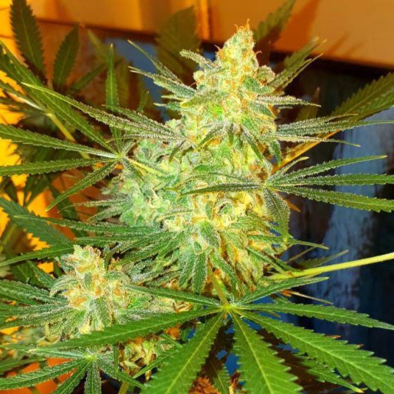 Nasiona marihuany Jekyll Passion - opis odmiany konopi