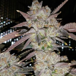 Nasiona marihuany Holy Grail 69 - opis odmiany konopi