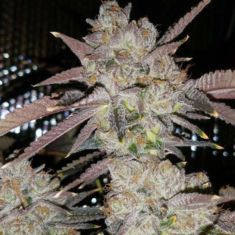 Nasiona marihuany Holy Grail 69 - opis odmiany konopi