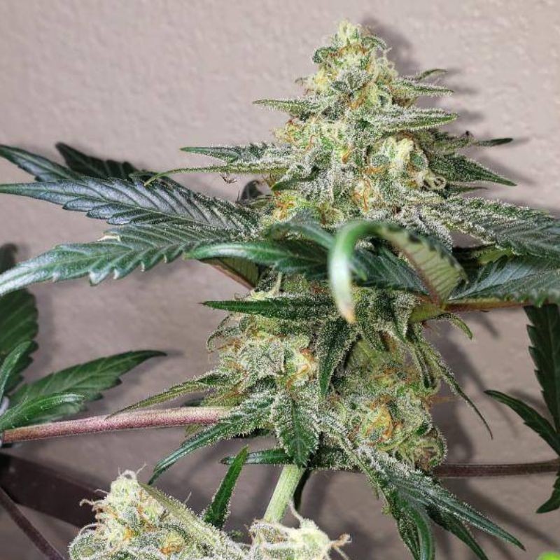 Nasiona marihuany Green Love Potion - odmiana konopi