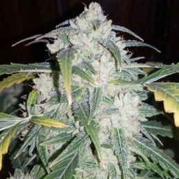Nasiona marihuany automatyczne Flash Babylon Auto - odmiana konopi