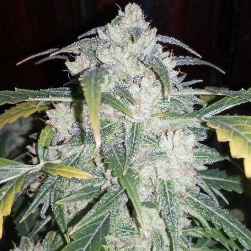 Nasiona marihuany automatyczne Flash Babylon Auto - odmiana konopi