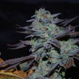Nasiona marihuany automatyczne El Alquimista Auto - odmiana konopi