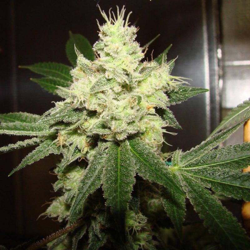 Nasiona marihuany El Alquimista - odmiana konopi