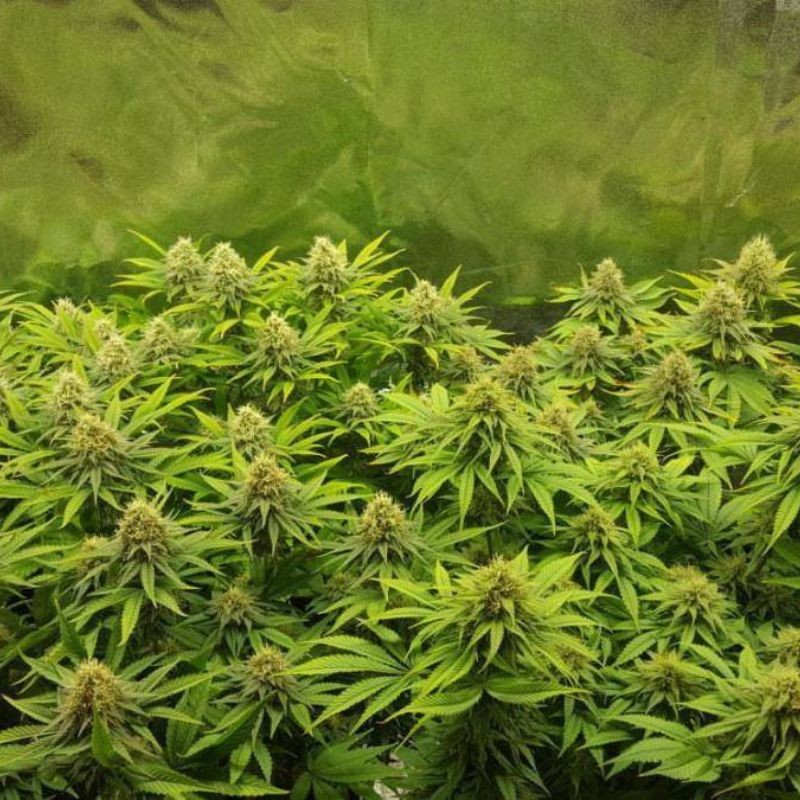 Nasiona marihuany automatyczne Crazy Miss Hyde Auto - odmiana konopi