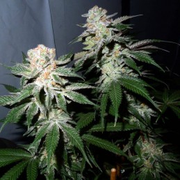 Nasiona marihuany Crazy Miss Hyde - odmiana konopi