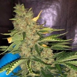 Nasiona marihuany Hermana De La Noche - opis odmiany konopi