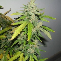 Nasiona marihuany Agartha - odmiana konopi