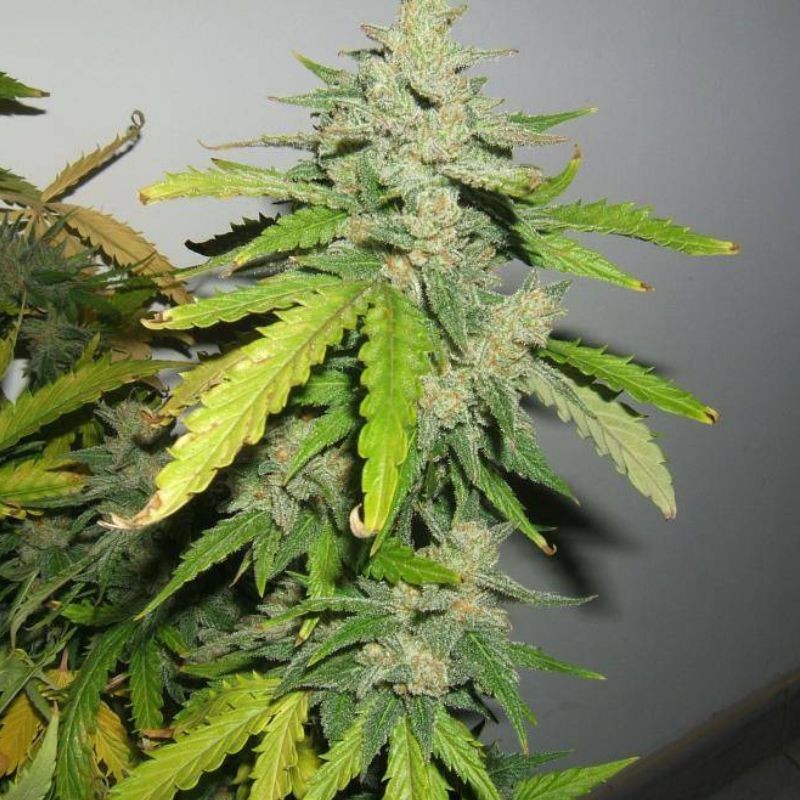 Nasiona marihuany Agartha - odmiana konopi