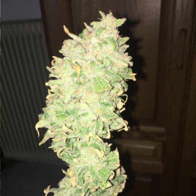 Nasiona marihuany 7th Wave - odmiana konopi