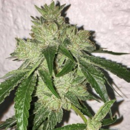 Nasiona marihuany Amajikoym - odmiana konopi