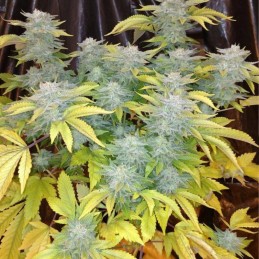 Nasiona marihuany El Cucaracha - odmiana konopi