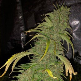Nasiona marihuany Enemy Of The State - odmiana konopi