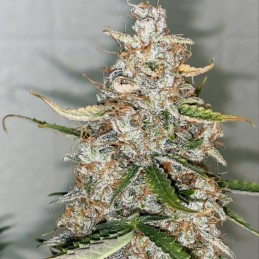 Nasiona marihuany Next of Kin - opis odmiany konopi
