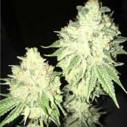 Nasiona marihuany Automatic Fini - odmiana konopi