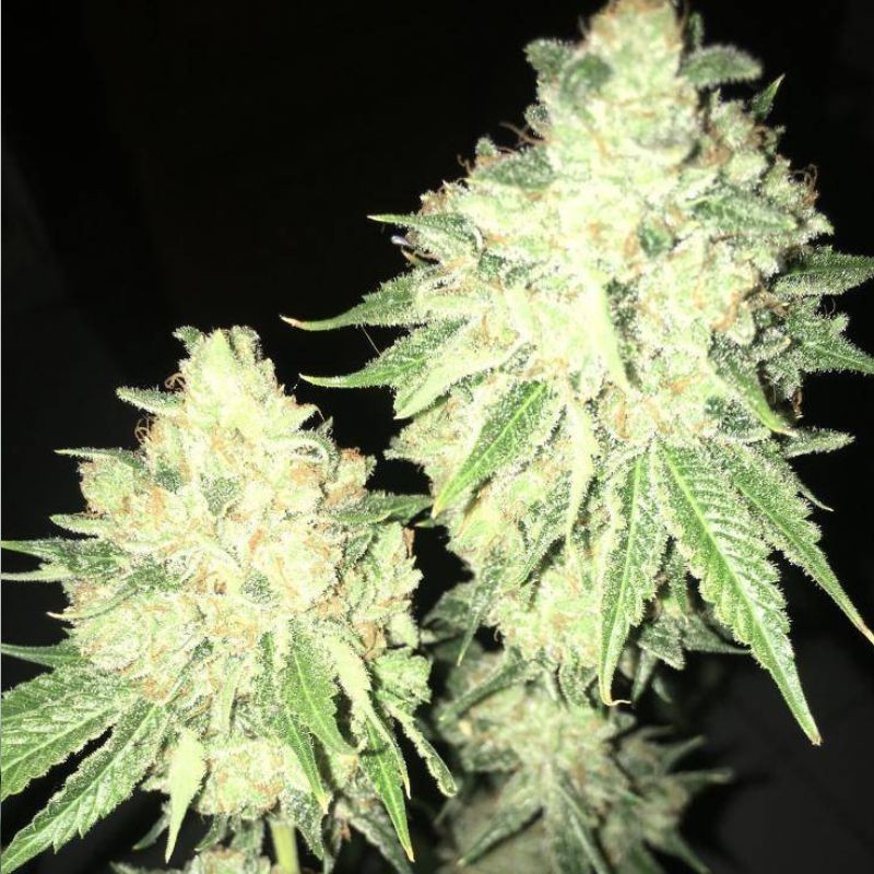 Nasiona marihuany Automatic Fini - odmiana konopi