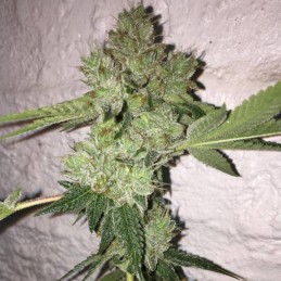 Nasiona marihuany automatyczne DFA Auto - odmiana konopi