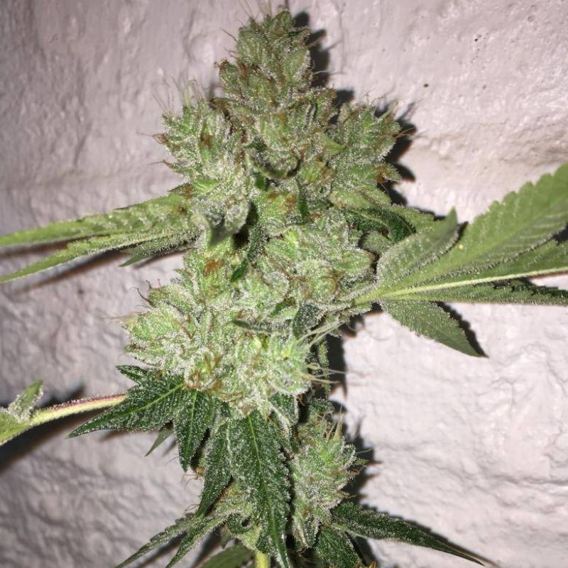 Nasiona marihuany automatyczne DFA Auto - odmiana konopi