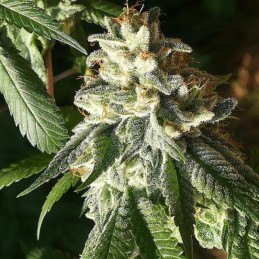 Nasiona marihuany Turing Auto - opis odmiany konopi