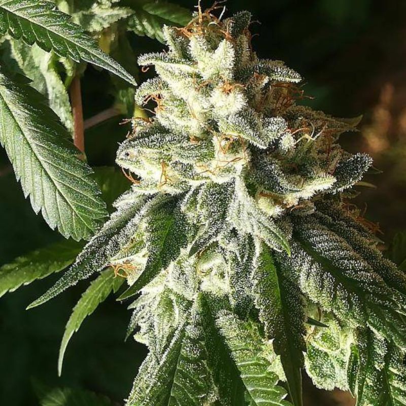 Nasiona marihuany Turing Auto - opis odmiany konopi