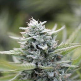 Nasiona marihuany Enemy's Dream - odmiana konopi