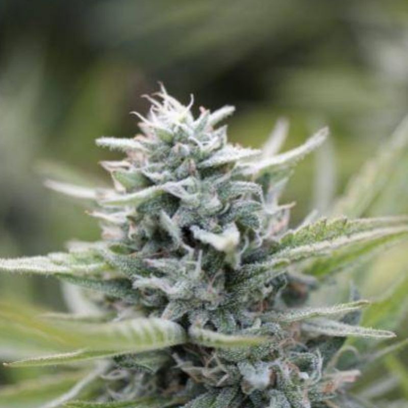 Nasiona marihuany Enemy's Dream - odmiana konopi