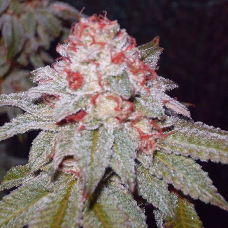 Nasiona marihuany Crackers - odmiana konopi