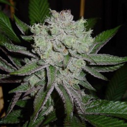 Nasiona marihuany Mexican Candy - opis odmiany konopi