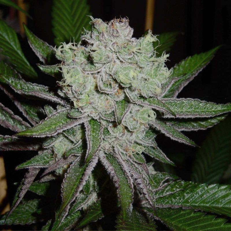 Nasiona marihuany Mexican Candy - opis odmiany konopi