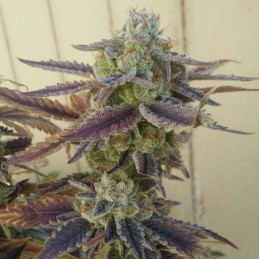 Nasiona marihuany Eden - odmiana konopi
