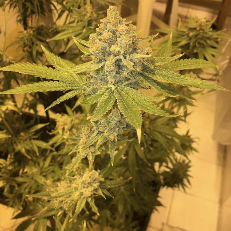 Nasiona marihuany AK-47 - odmiana konopi