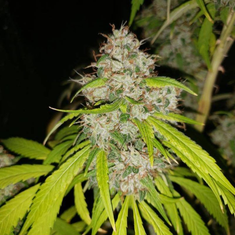 Nasiona marihuany White Russian 100% - opis odmiany konopi