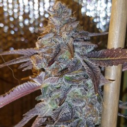 Nasiona marihuany Biddy Early - odmiana konopi