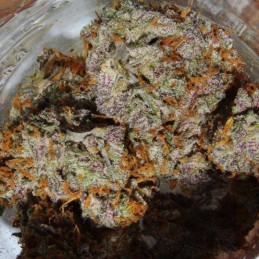 Nasiona marihuany Warlock - opis odmiany konopi