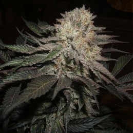 Nasiona marihuany Strawberry AKeil - opis odmiany konopi