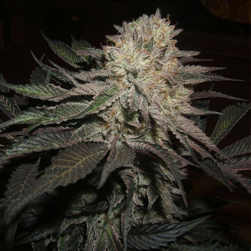 Nasiona marihuany Strawberry AKeil - opis odmiany konopi