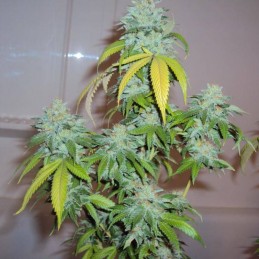 Nasiona marihuany Serious Kush - opis odmiany konopi