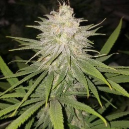 Nasiona marihuany Serious Happiness - opis odmiany konopi