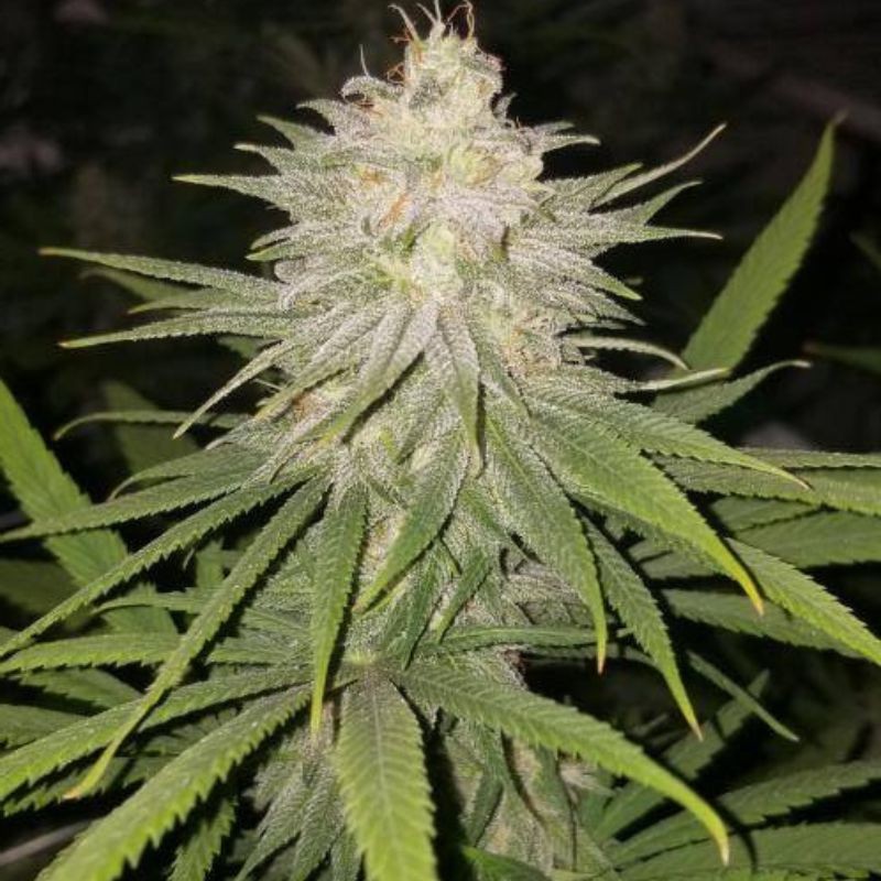 Nasiona marihuany Serious Happiness - opis odmiany konopi